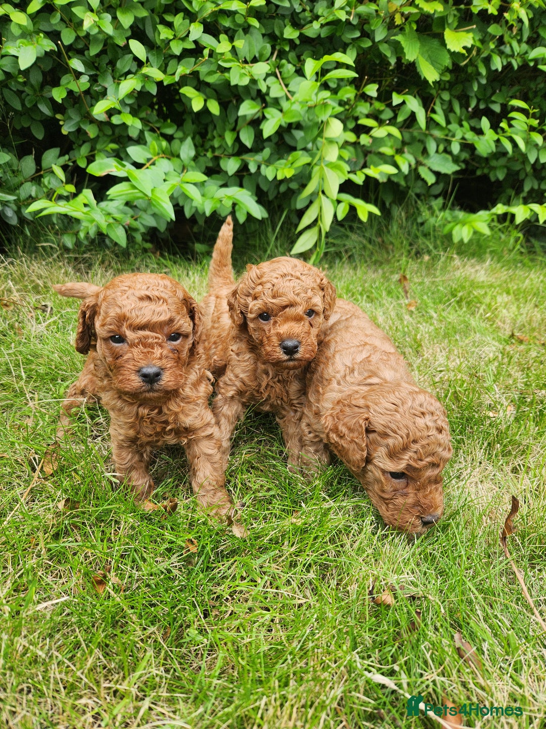 Toy Poodle dogs for sale: 🐩 KC Registered Toy Poodles 🐩 - Image 8