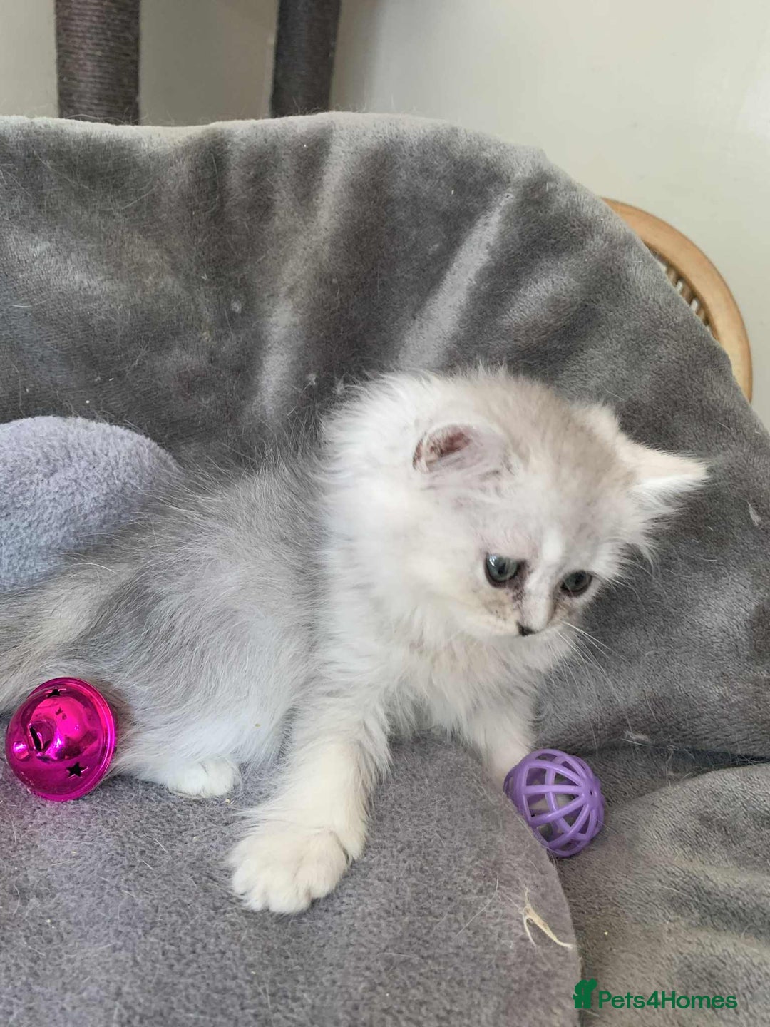British Longhair cats for sale: British Longhair CH Pedigree Silvers  in Bournemouth - Image 11