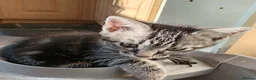 Mixed Breed cats for sale: Turtle shell 11 weeks old  in Grays - Advert 4