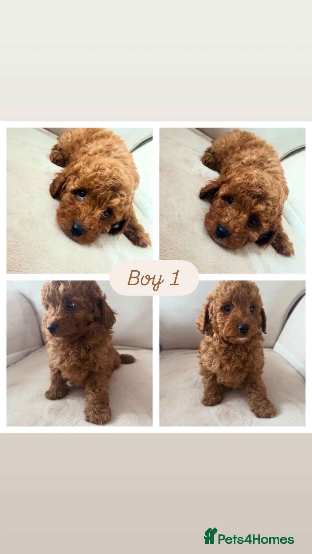 Cavapoo dogs for sale: Cavapoo babies 5 star licensed breeder  - Advert 1