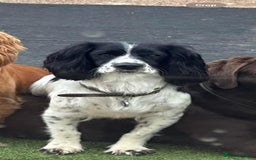 Cocker Spaniel dogs for sale: Beautiful Kc Working Cocker Spaniel Puppies - Image 5