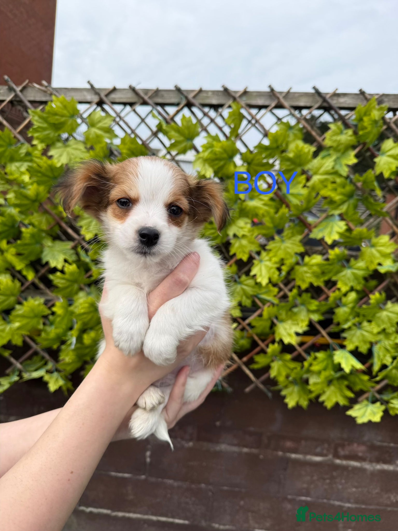 Mixed Breed dogs Yorkshire x Pomeranian  - Advert 1