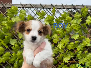 Mixed Breed dogs Yorkshire x Pomeranian - Advert 9