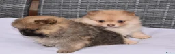 Pomeranian dogs for sale: Pomeranian puppy female  - Advert 10