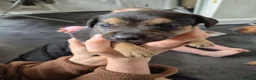 Mixed Breed dogs for sale: Patterdale X Lakeland Puppies for Sale **2 LEFT** - Advert 19