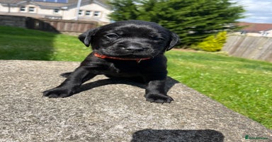 Labrador Retriever dogs - Advert 4
