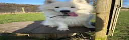 Samoyed dogs for sale: Casper in Norwich - Advert 1
