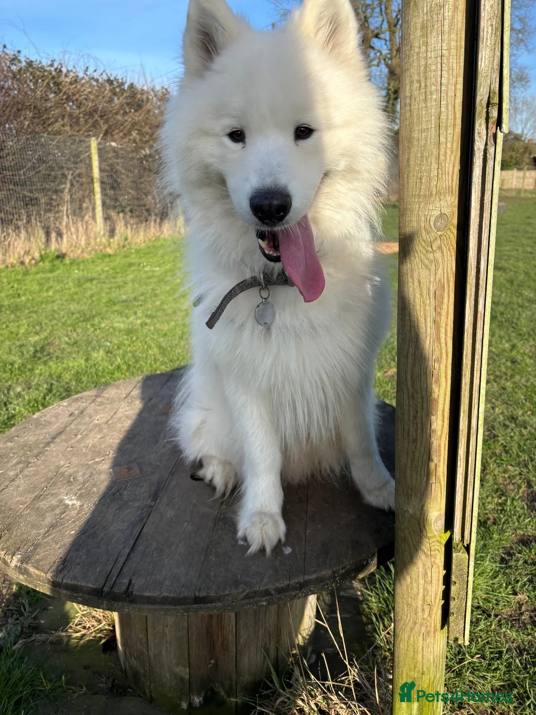 Samoyed dogs for sale: Casper in Norwich - Advert 1