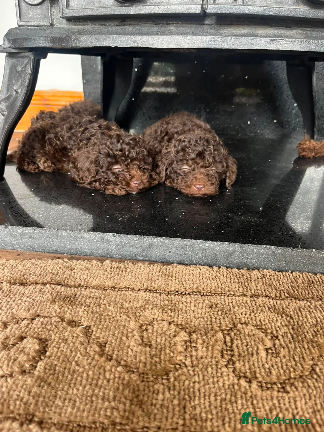 Toy Poodle dogs for sale: Toy poodle  in Wakefield - Advert 2