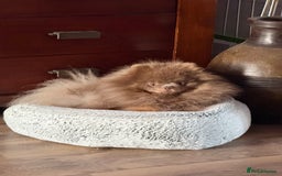 Pomeranian dogs for stud: 🐾✨ ** Lilac Tan Proven Stud Available! ✨🐾 - Image 16