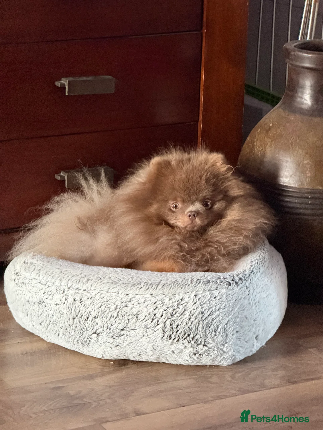 Pomeranian dogs for stud: 🐾✨ ** Lilac Tan Proven Stud Available! ✨🐾 - Advert 16