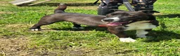 Mixed Breed dogs for adoption: RICHIE - CEO OF FUN & ADVENTURES 🐾 - Advert 1
