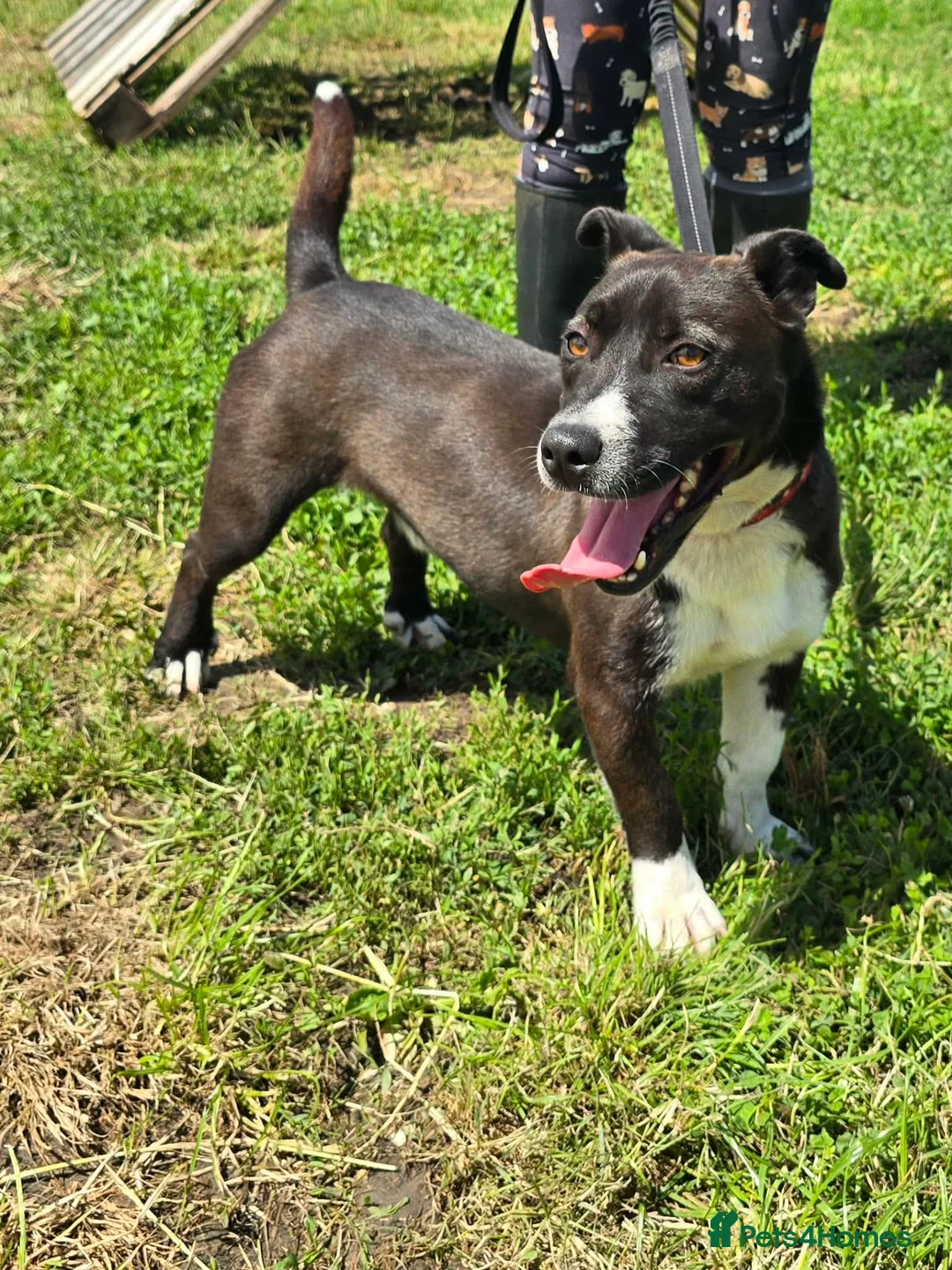 Mixed Breed dogs for adoption: RICHIE - CEO OF FUN & ADVENTURES 🐾 - Advert 1