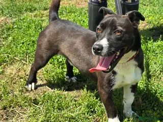 Mixed Breed dogs RICHIE - CEO OF FUN & ADVENTURES 🐾 - Advert 6