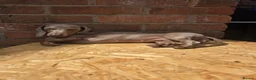Miniature Dachshund dogs for sale: TRUE miniature dachsaund in Leicester - Advert 37