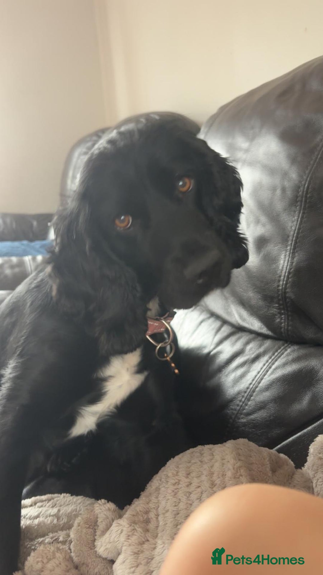Sprocker dogs for sale: Sprocker spaniel pup - Image 5