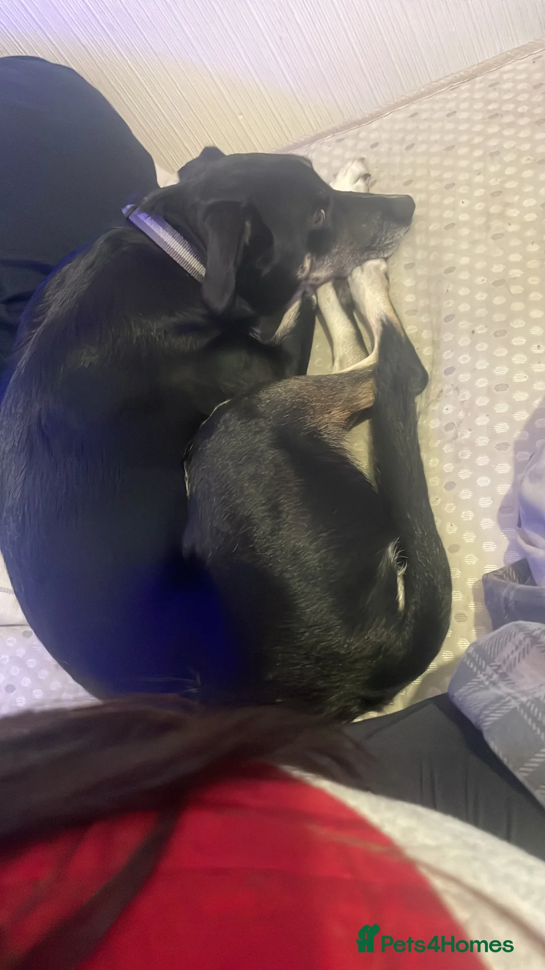 Mixed Breed dogs for sale: Max the border collie - Advert 3