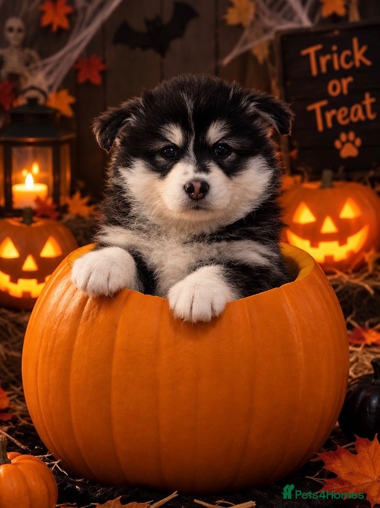 Pomsky dogs for sale: Beautiful F3 Pomsky Puppies - Advert 1
