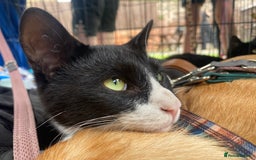 Mixed Breed cats for adoption: Lovely young cat looking for forever home  - Image 11
