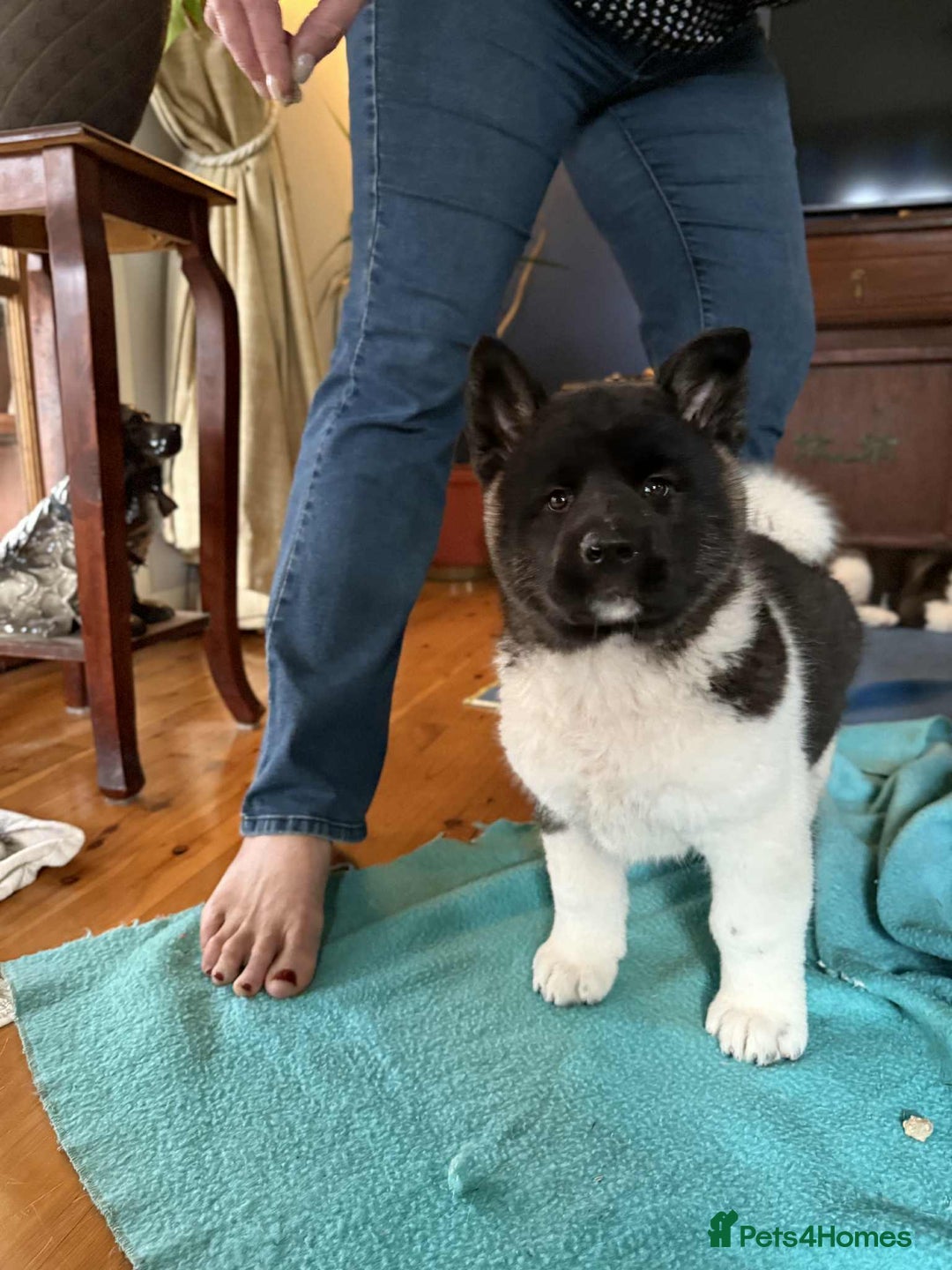 Akita dogs for sale: Adorable Pure-Bred Akita Puppies - Advert 7