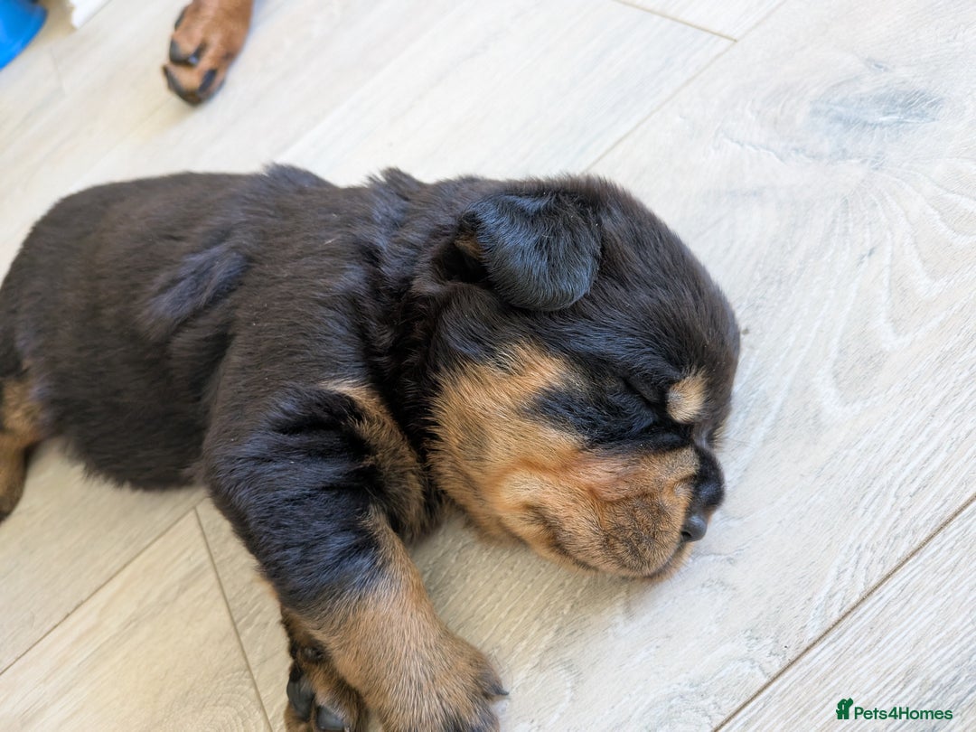 Rottweiler dogs for sale: Exclusive UK Rottweiler Puppy Champion Bloodlines - Image 22