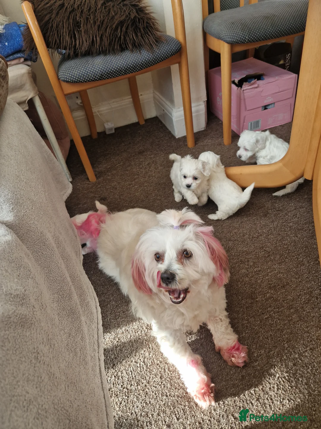 Gallery Image {{count}}