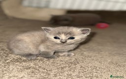 British Shorthair cats for sale: British shorthair kittens READY NOW❤️ - Image 8