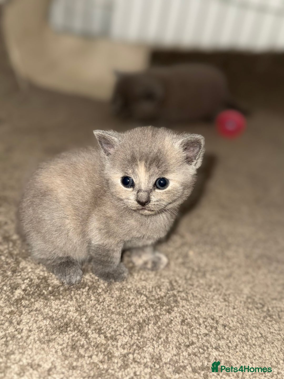 British Shorthair cats for sale: British shorthair kittens READY NOW❤️ - Image 8