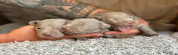 Weimaraner dogs for sale: KC Registered silver Weimaraner puppies in Mold - Advert 12