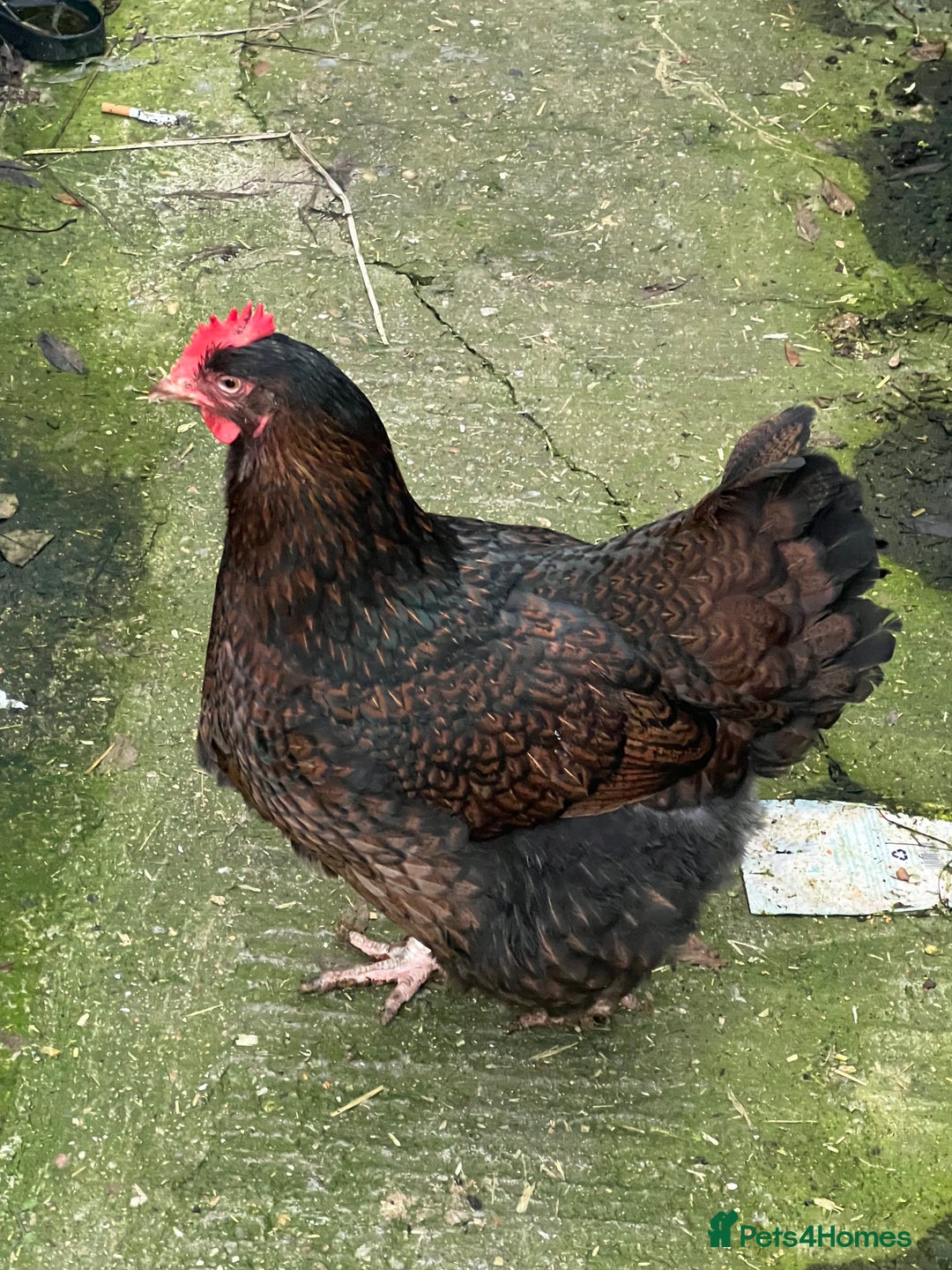Chickens poultry for sale: Few super breed laying hens for sale  - Advert 10