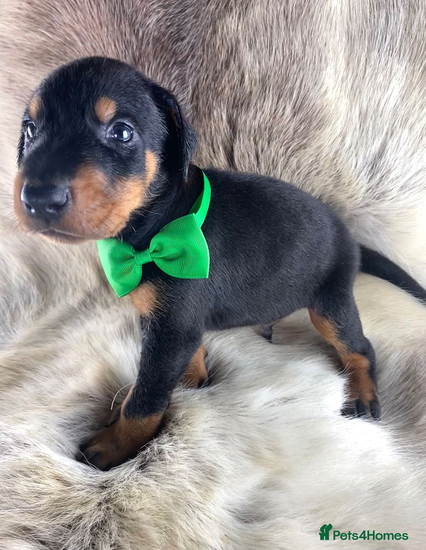 Dobermann dogs KC REGISTERED DOBERMAN PUPS - Advert 1