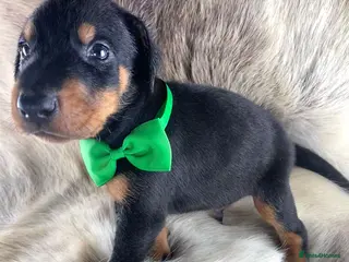 Dobermann dogs KC REGISTERED DOBERMAN PUPS - Advert 1