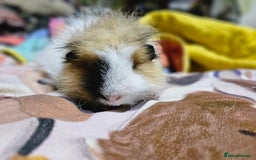 Guinea Pig rodents for sale: Beautiful Swiss Boar - Image 5
