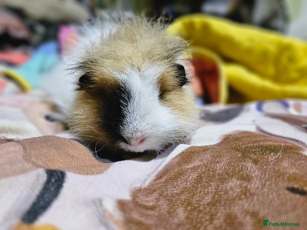 Guinea Pig rodents for sale: Beautiful Swiss Boar - Image 5