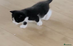Mixed Breed cats for sale: 4 beautiful boys looking for their forever homes - Image 9