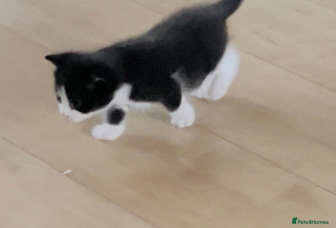 Mixed Breed cats for sale: 4 beautiful boys looking for their forever homes - Image 9