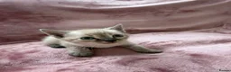Bengal cats for sale: Bengal cross Russian blue - Advert 6