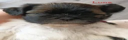 Shih Tzu dogs for sale: Beautiful shih Tzu puppies for sale  in Newport - Advert 6