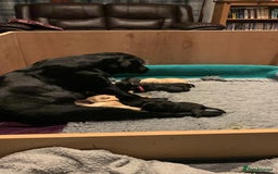 Labrador Retriever dogs for sale: Working Labrador Retriever Puppies - Image 2