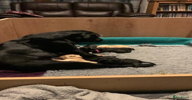 Labrador Retriever dogs - Advert 14