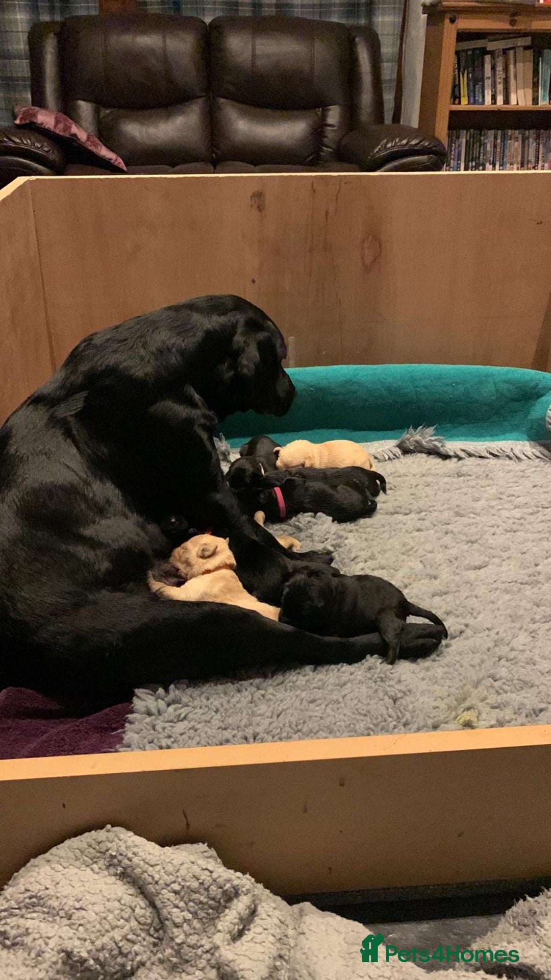 Labrador Retriever dogs for sale: Working Labrador Retriever Puppies - Image 2