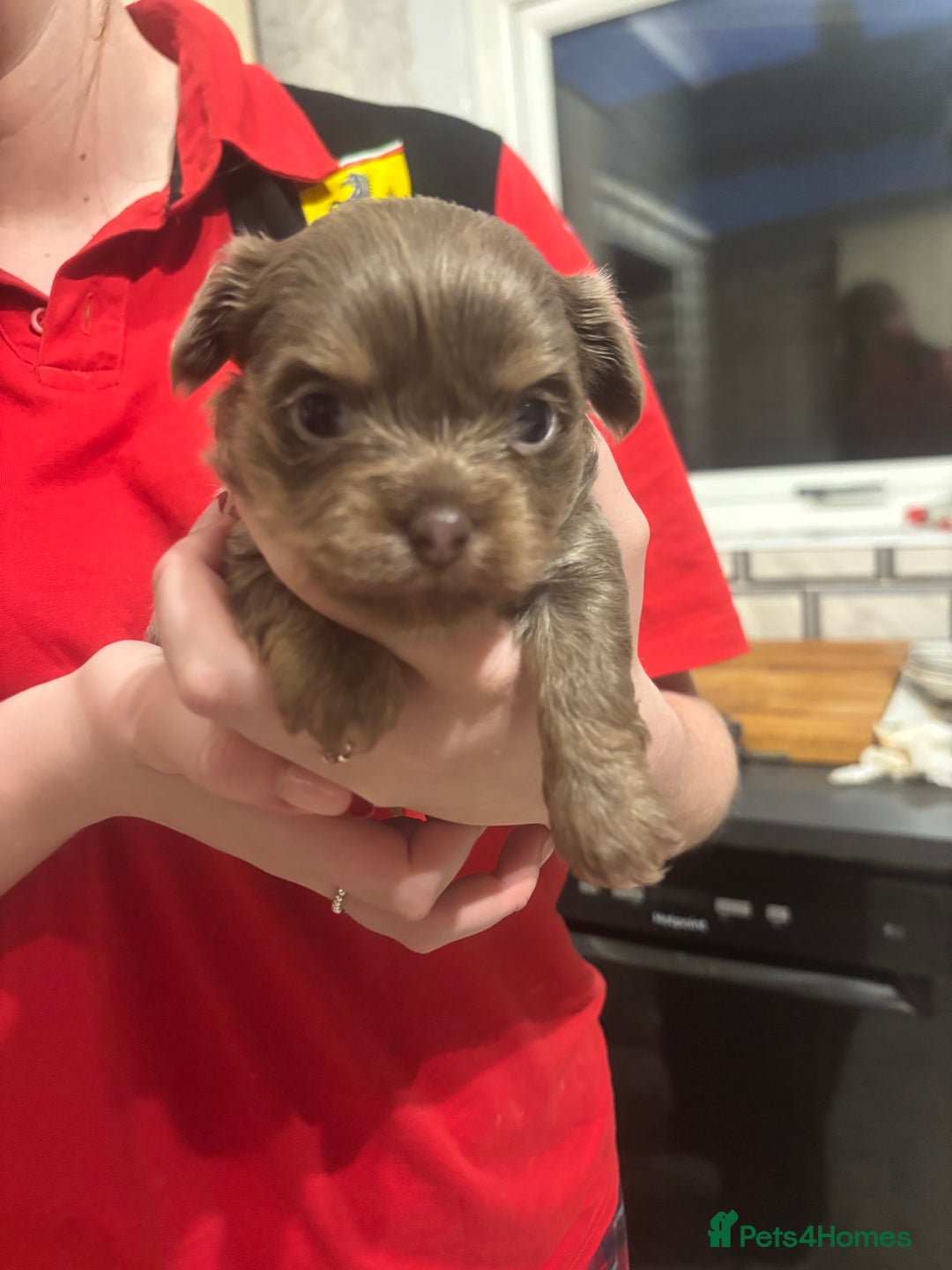 Chihuahua dogs for sale: Chihuahua pups - Advert 20