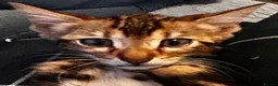 Bengal cats for sale: Bengal kittens - Advert 23