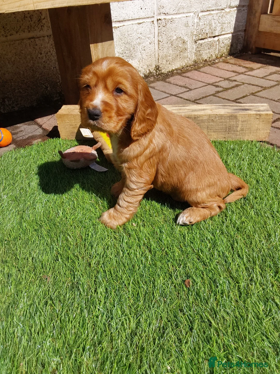Cocker Spaniel dogs for sale: Kc registered show cocker spaniel malli & mungo  - Advert 2