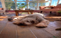Italian Spinone dogs for sale: ITALIAN SPINONE WAITING LIST OPEN -DUE OCT - Image 37