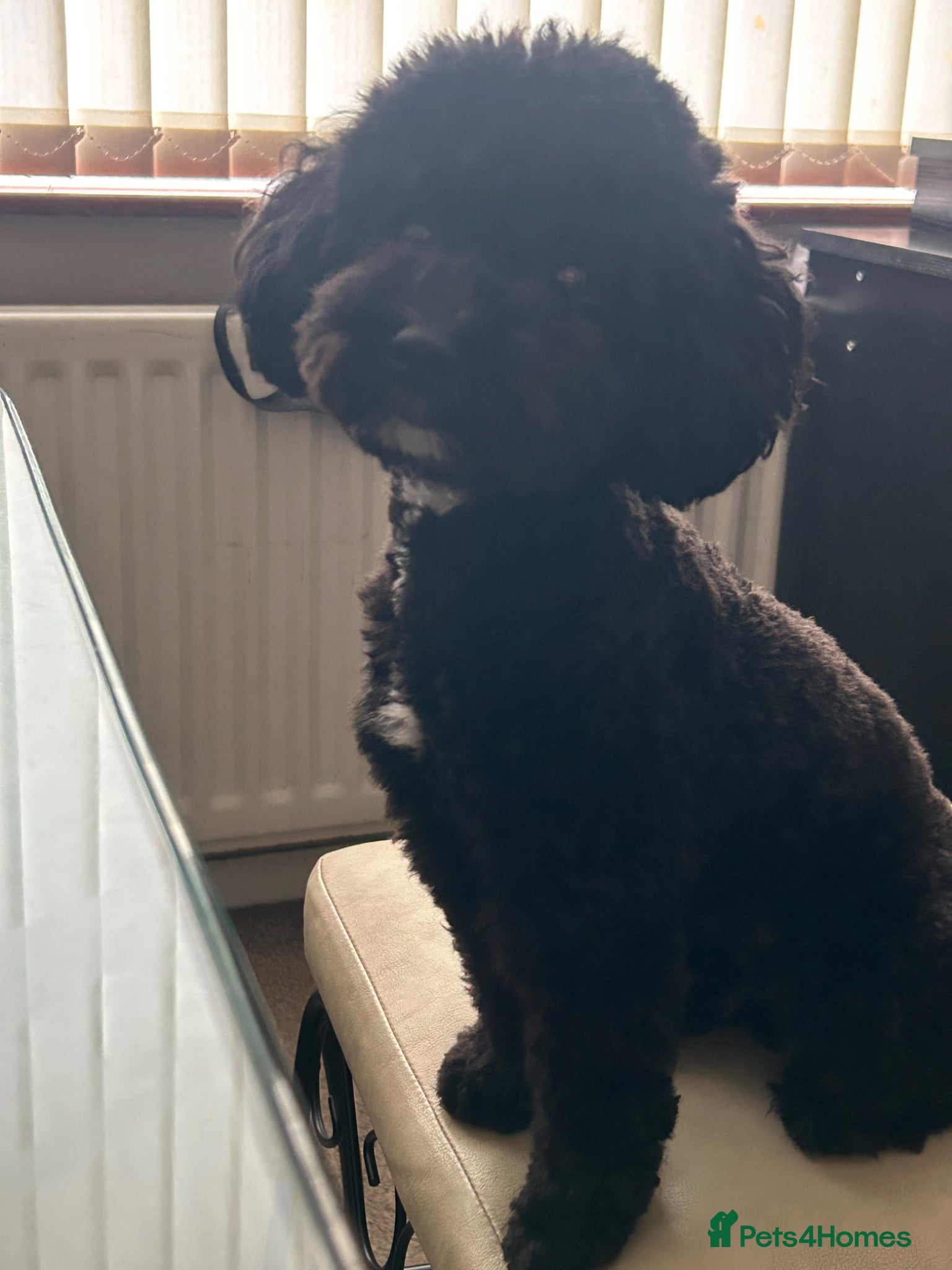 Toy Poodle dogs Toy Poodles… Available now!! - Advert 11