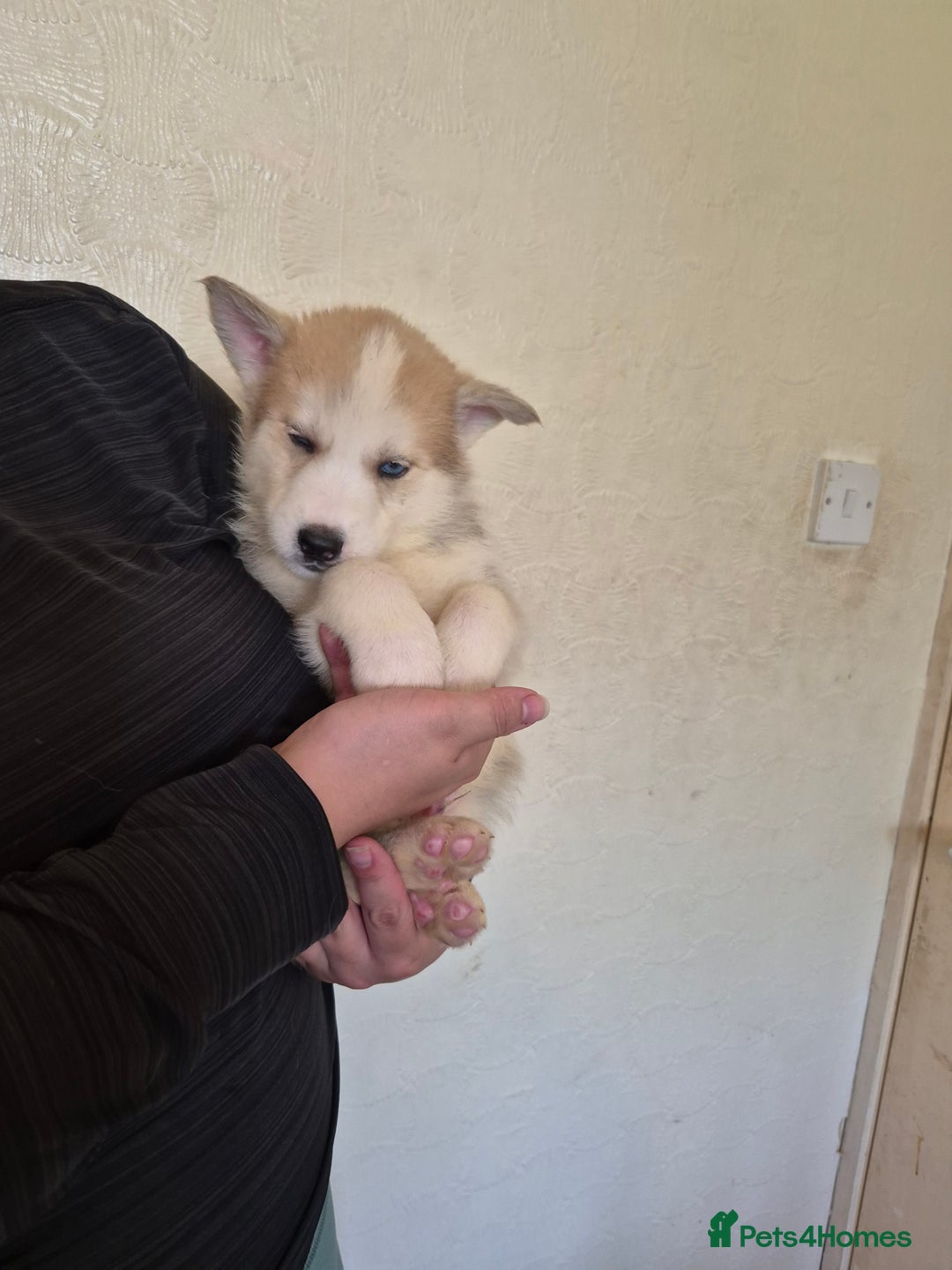 Siberian Husky dogs for sale: Beautiful Husky Looking for Their Forever Homes - Advert 7