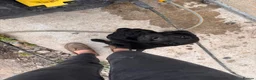 Labrador Retriever dogs for sale: KC registered Black Labrador READY NOW! Fully vacc - Advert 2