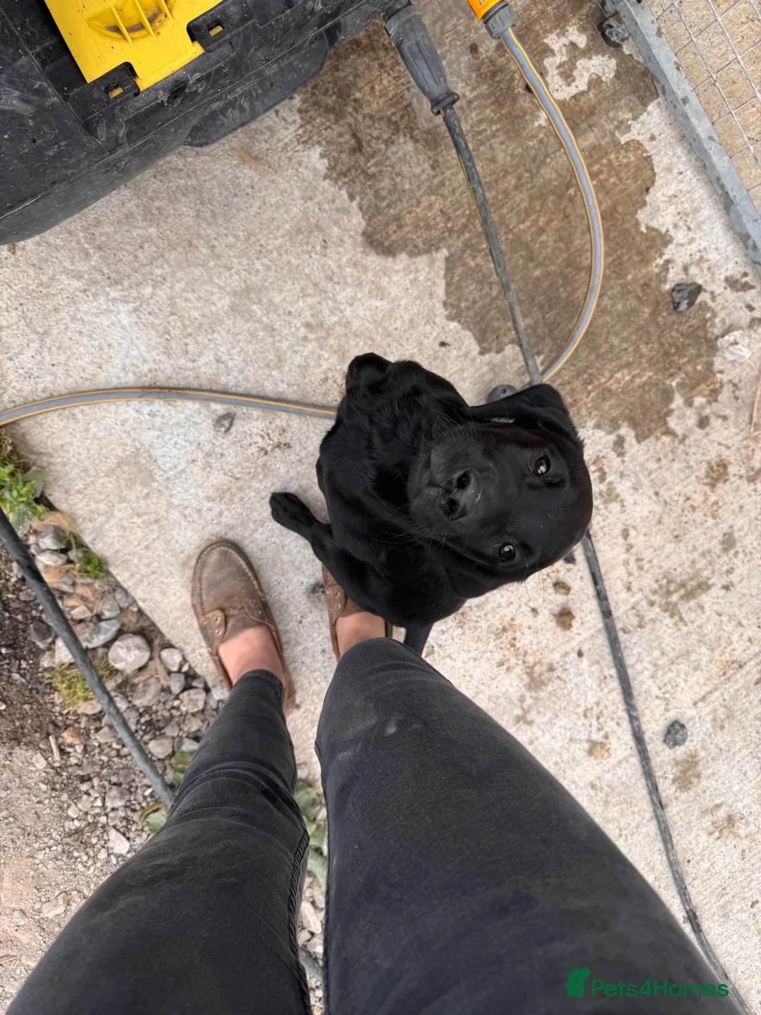 Labrador Retriever dogs for sale: KC registered Black Labrador READY NOW! Fully vacc - Advert 2