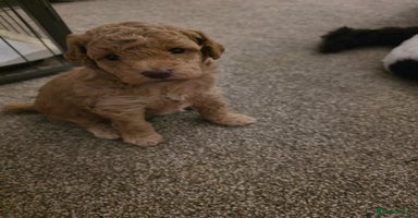 Cockapoo dogs - Advert 15